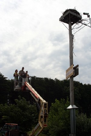 4. Re-nesting of osprey chicks 7/9/2013